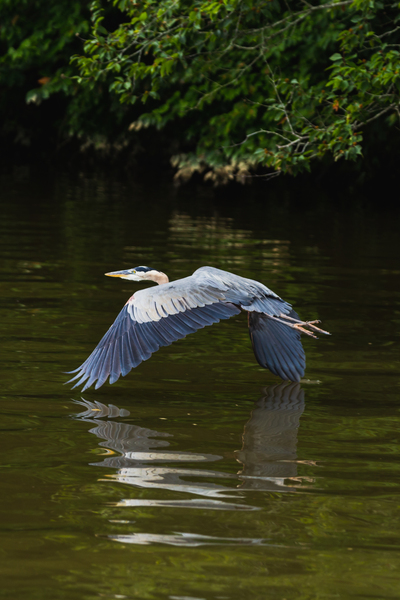 Heron Takes Flight Digital Download