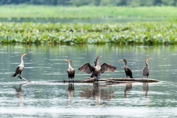 Waterfowl Party Digital Download