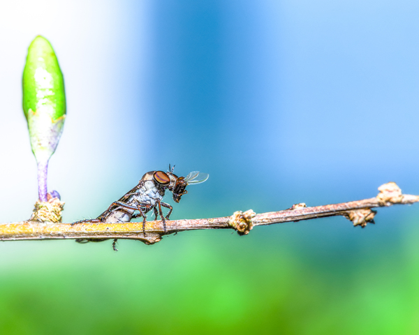 Life Cycle Téléchargement Numérique