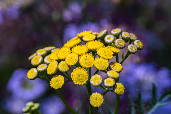 A Natural Bouquet Digital Download