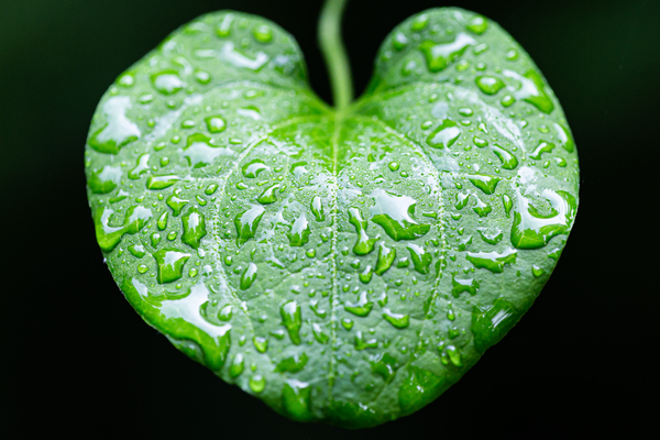 Simple Rain Digital Download