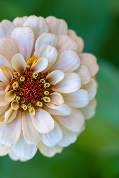 Sweet Flower Digital Download