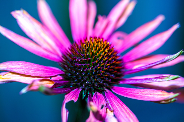 Purple Flower Digital Download