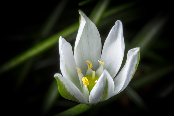 White Flower Digital Download