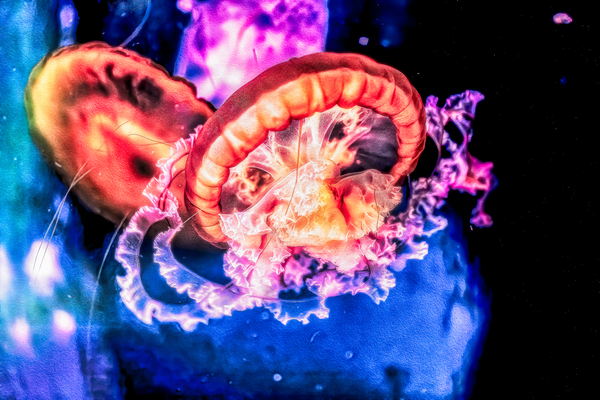 Im In Love With The Jellyfish Digital Download