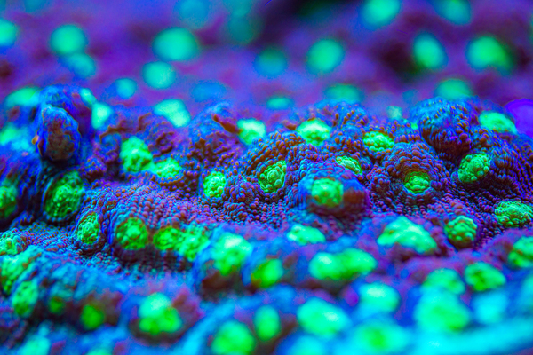 Deep Sea Anemone Digital Download