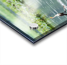 Waterfowl Party Acrylic print