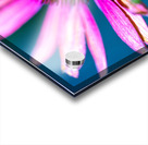 Purple Flower Acrylic print