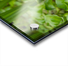 Little Water Acrylic print