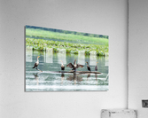 Waterfowl Party Acrylic Print