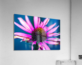 Purple Flower Acrylic Print