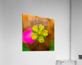 On a Mission Acrylic Print