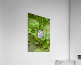 Little Water Acrylic Print