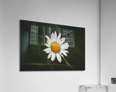 Not So Common Daisy Acrylic Print