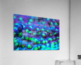 Deep Sea Anemone Acrylic Print