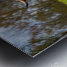 The Hairy Cow Impression metal