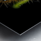 Gypsy Moth Caterpillar Impression metal