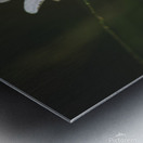 Not So Common Daisy Metal print