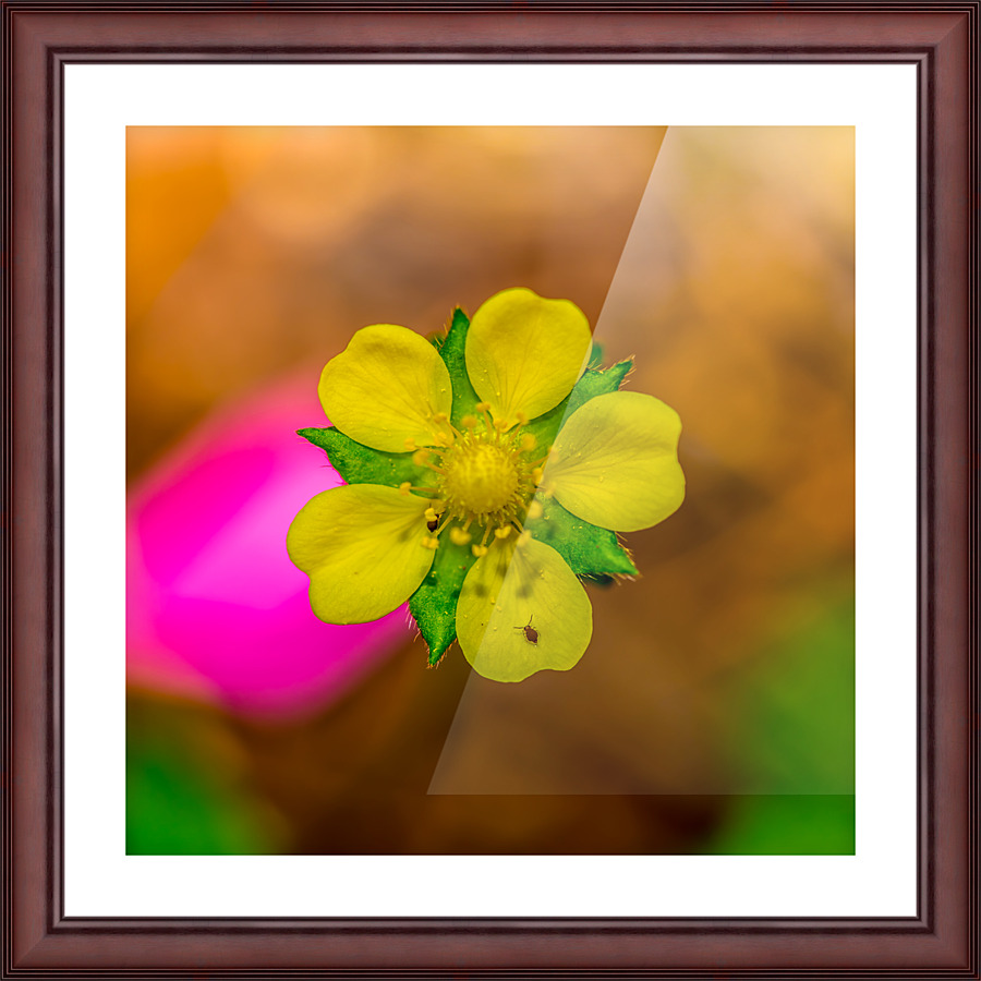 On a Mission Picture Frame print