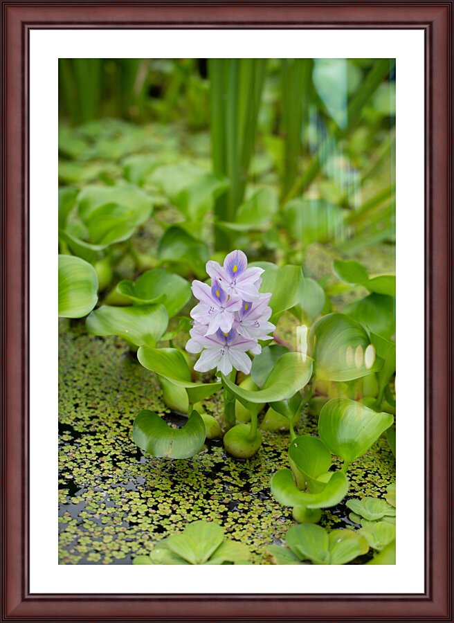 Little Water Picture Frame print