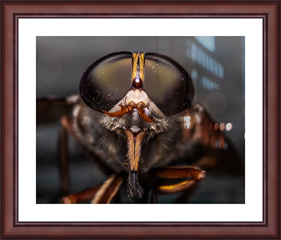 Macro Fly Picture Frame print