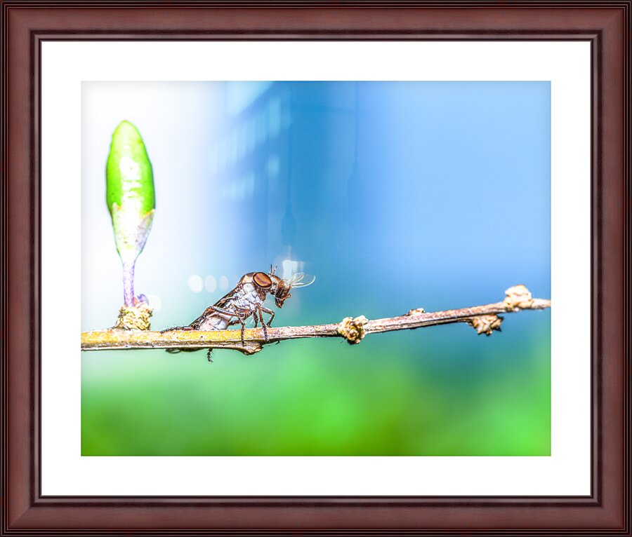 Life Cycle Impression et Cadre photo