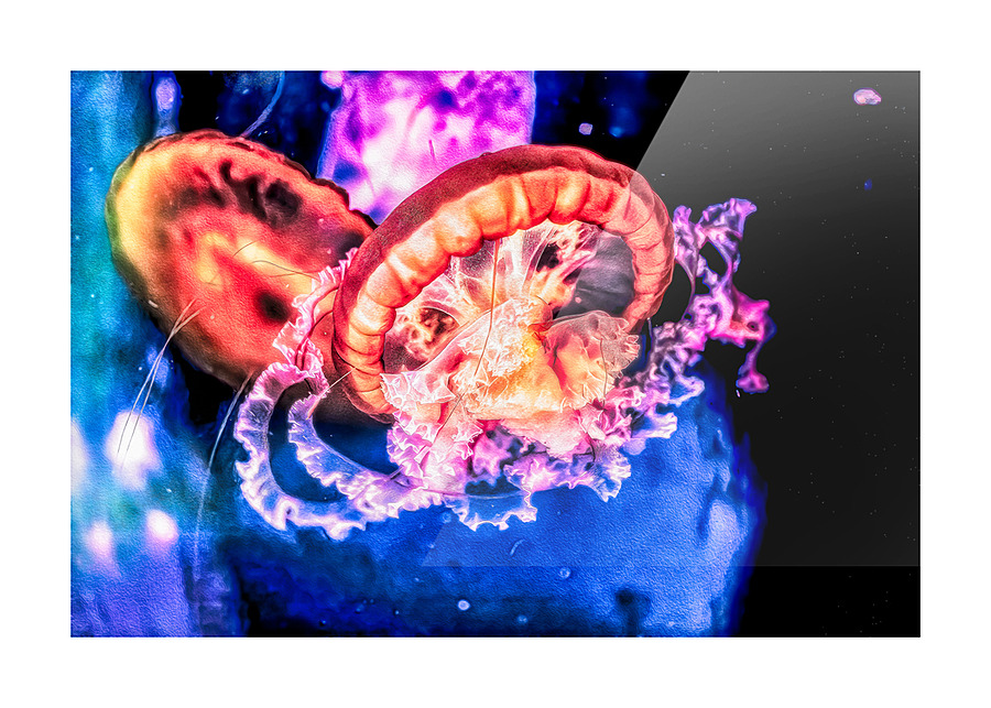 Im In Love With The Jellyfish Picture Frame print