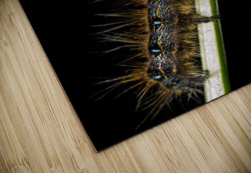 Gypsy Moth Caterpillar Nativ puzzle