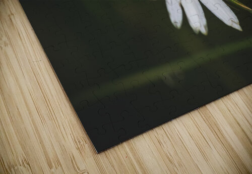 Not So Common Daisy Nativ puzzle