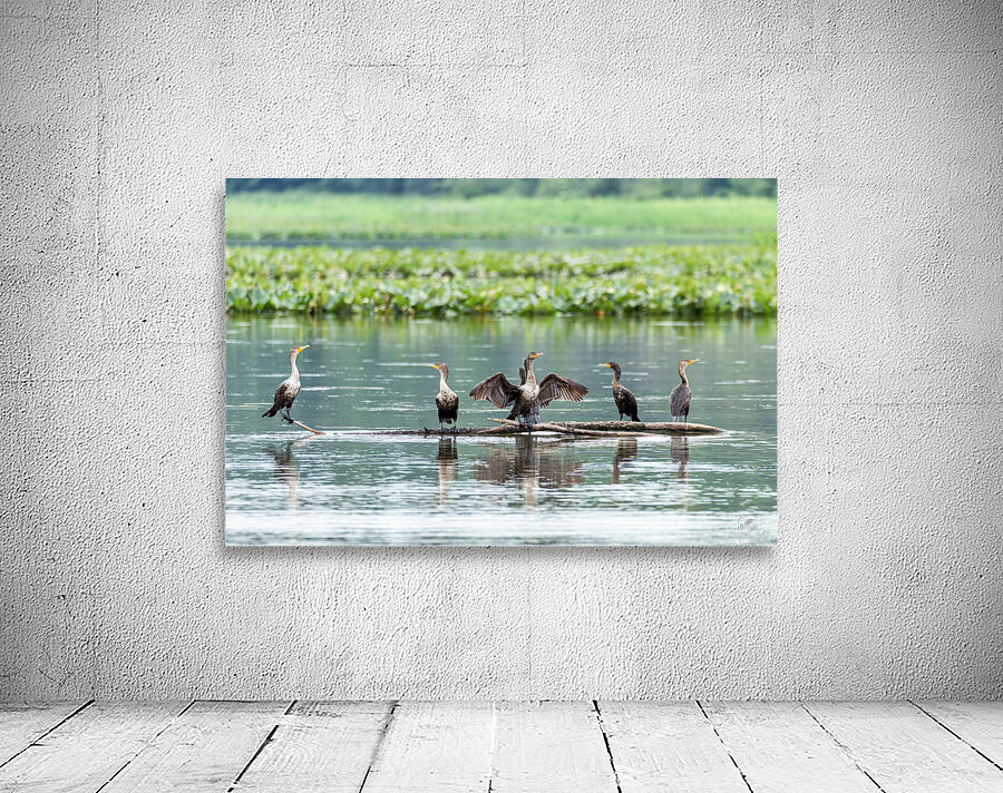 Waterfowl Party Wall Preview