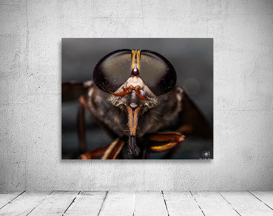 Macro Fly Wall Preview