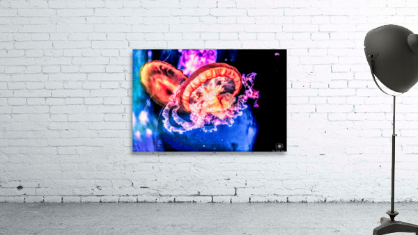 Im In Love With The Jellyfish Wall Preview