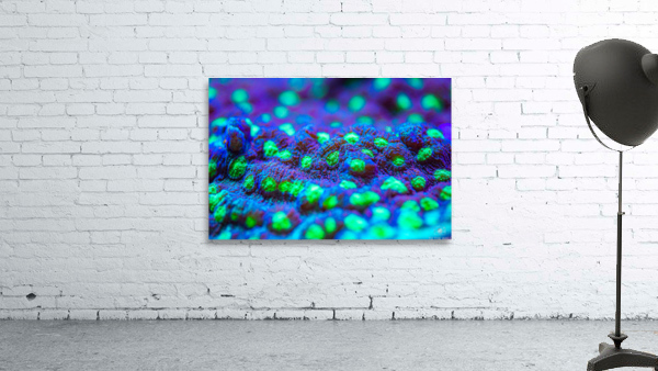 Deep Sea Anemone Wall Preview