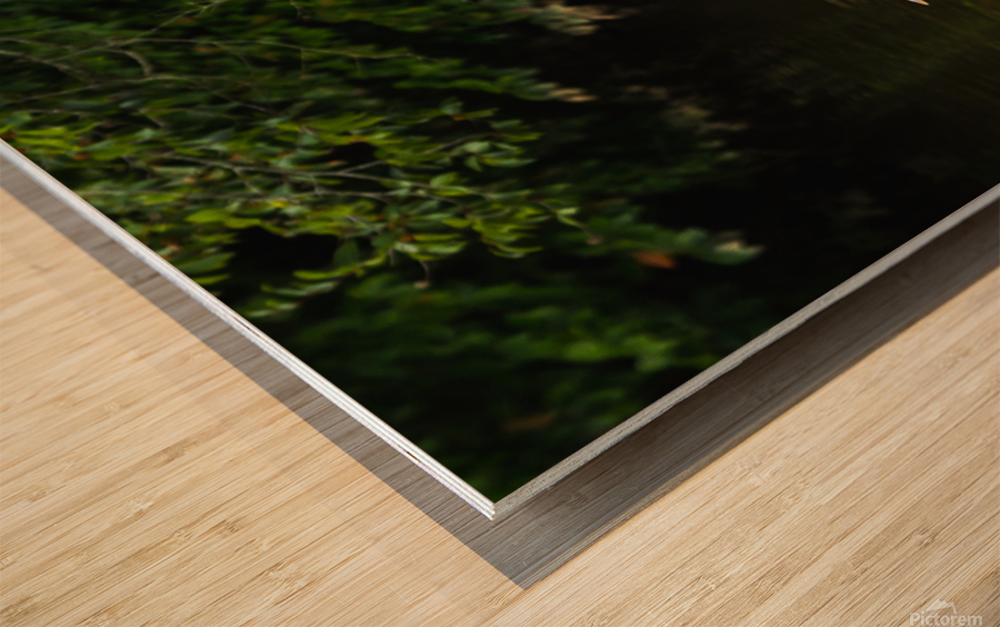 Heron Takes Flight Wood print