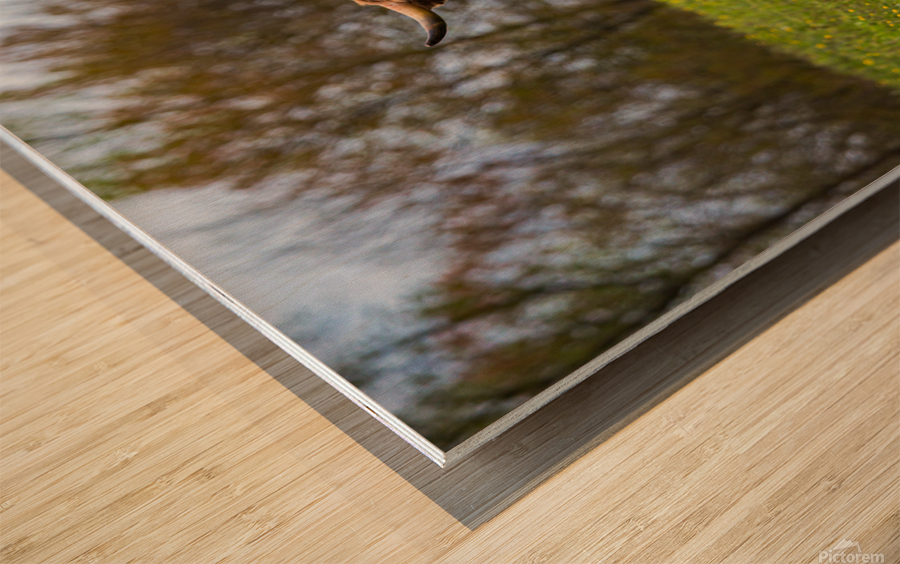 The Hairy Cow Impression sur bois