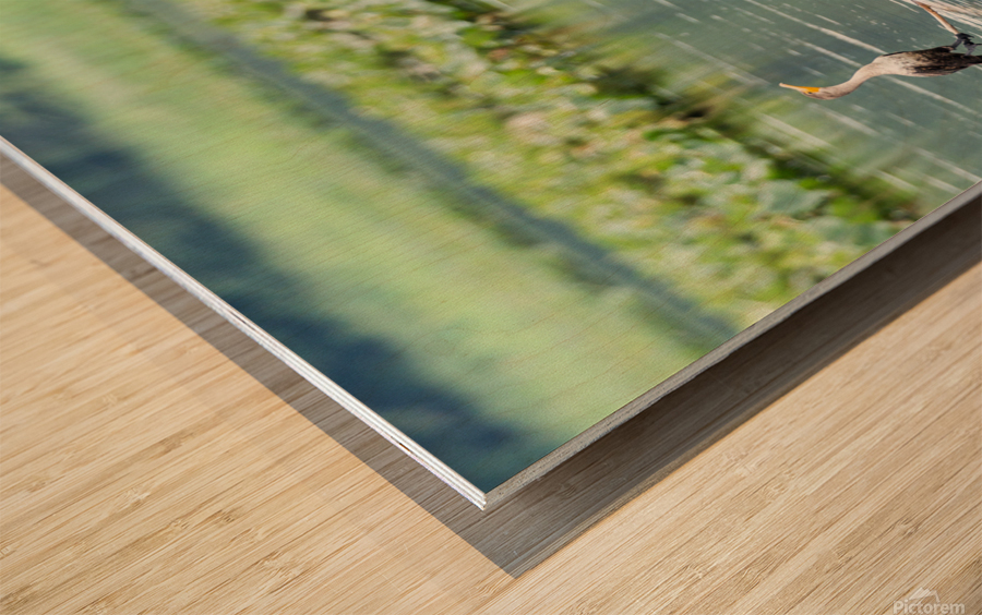 Waterfowl Party Wood print