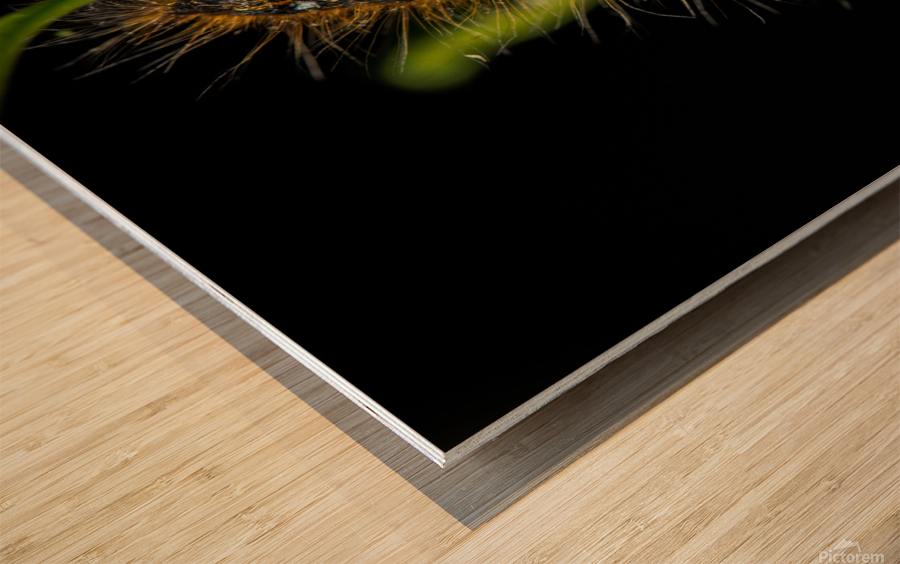 Gypsy Moth Caterpillar Impression sur bois