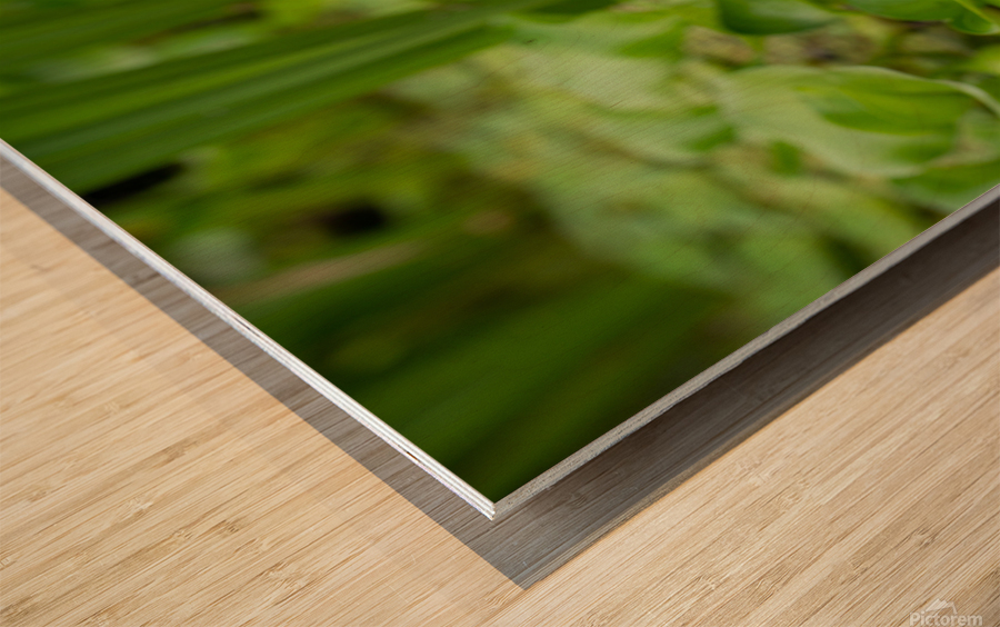 Little Water Wood print