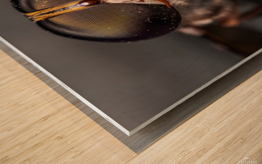 Macro Fly Wood print