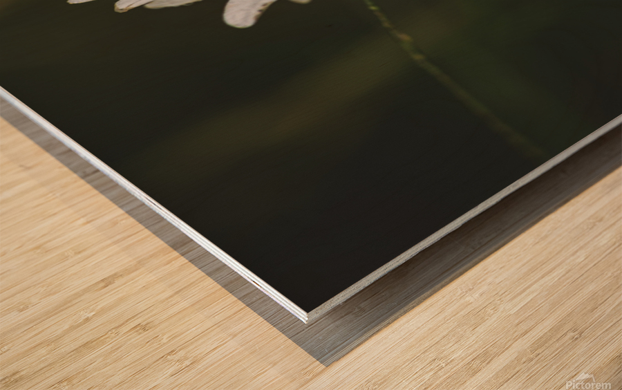 Not So Common Daisy Wood print