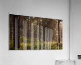 Deep in the Forest Acrylic Print