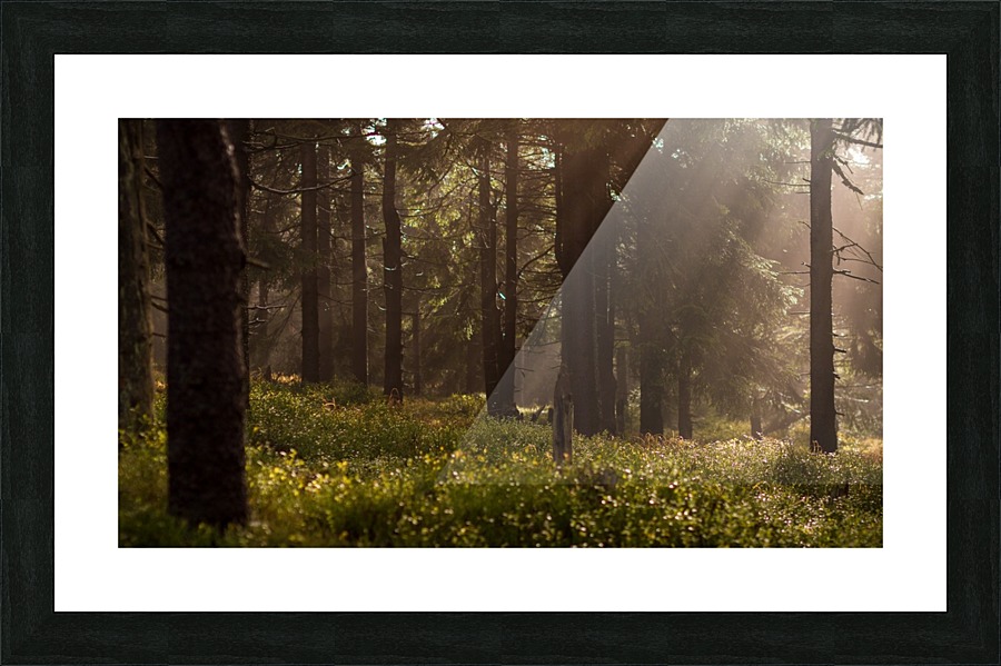 Deep in the Forest Picture Frame print