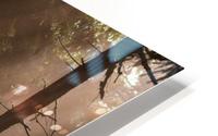 Deep in the Forest HD Metal print