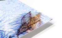 Red Shouldered Hawk Abstract 1 HD Metal print