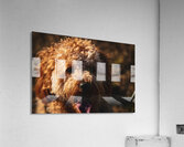 GIO00803 Acrylic Print
