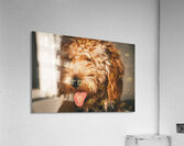 GIO00208 Acrylic Print