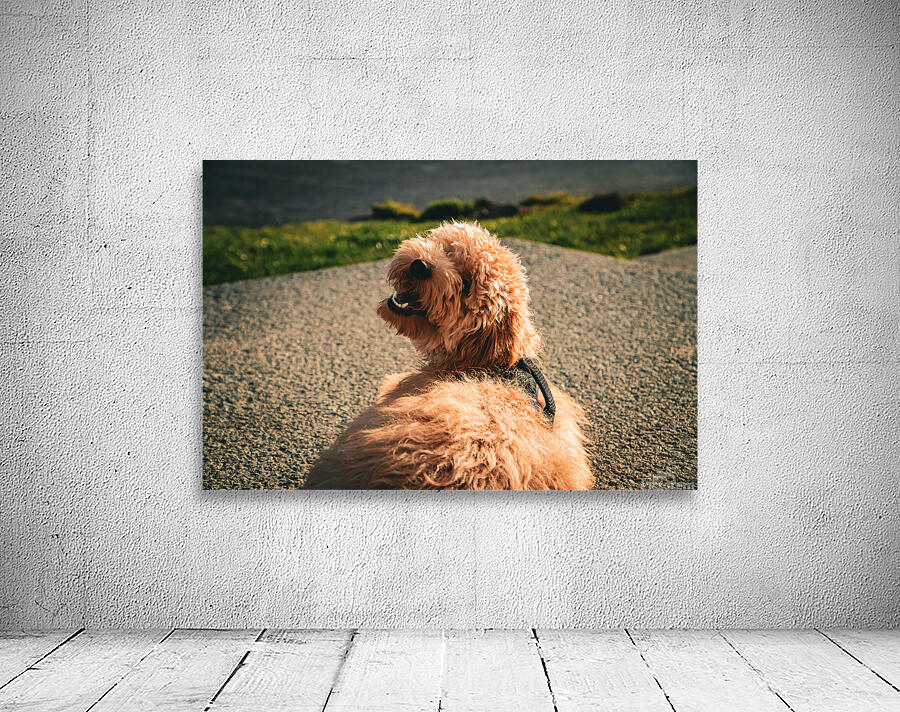 GIO00223 Wall Preview
