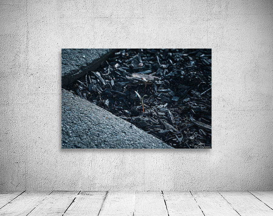 GIO00193 Wall Preview