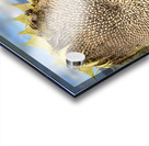 Sunflower Acrylic print
