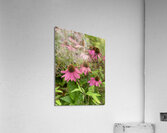 Sleepy Flowers Acrylic Print